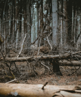 Zombie Trees pine deadwood in forest