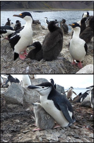 Image 3 - Morphology difference between shags and penguins