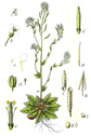 artistic drawing of Arabidopsis thaliana, the plant species used in the CNN Computer Vision model