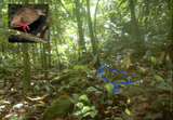 Camera trap image with blue outline on ML identified bird