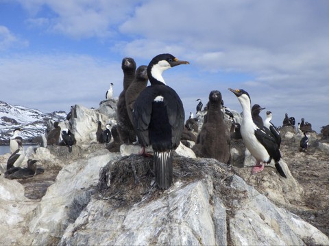 Image 2 - Antarctic shag colony on the Shag Rock island, picture courtesy of Department of Antarctic Biology, IBB PAS