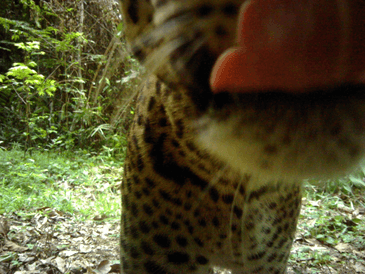 Photo of a leopard labeled as a red duiker (Image courtesy of ANPN/Panthera)