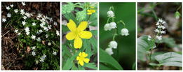 Anemone nemorosa, Anemone ranunculoides, Convallaria majalis, Maianthemum bifolium