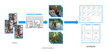 Simplified workflow for manual identification of camera trap imagery
