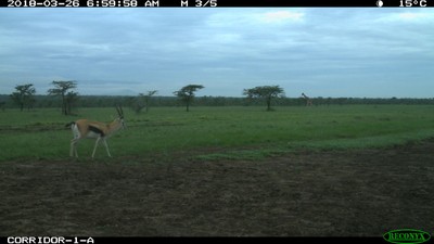Giraffe (human label) in the background with Thomson’s gazelle in the foreground (Image credit: Ol Pejeta Conservancy).
