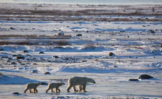 euro news polar bears on ice