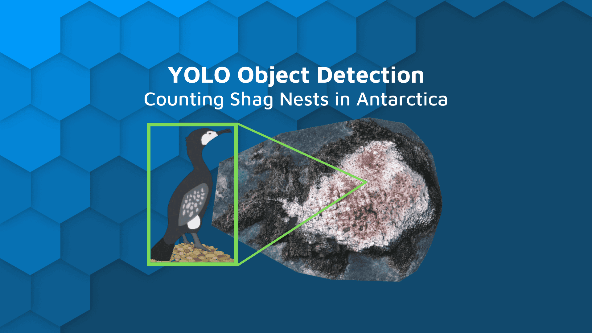 Classifying Antarctic Shag Nests from remotely sensed drone imagery using Computer Vision and YOLO