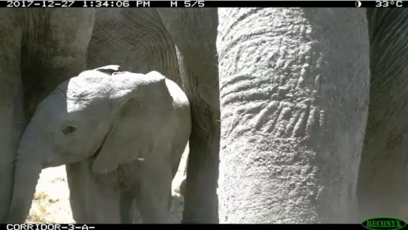 Young elephant in Ol Pejeta Conservancy caught on wildlife camera in wildlife corridor