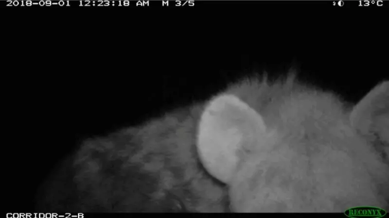 Hyena caught on wildlife camera ai trap in Ol Pejeta Conservancy