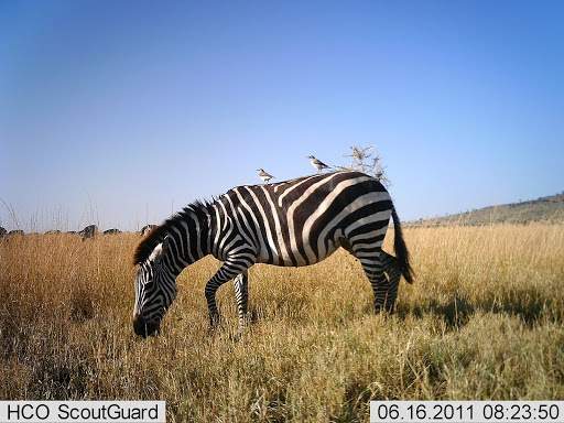 ppyolo zebra before