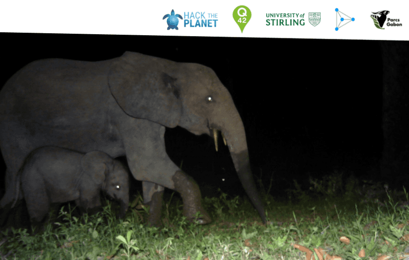 Mbaza elephant - smart cameras