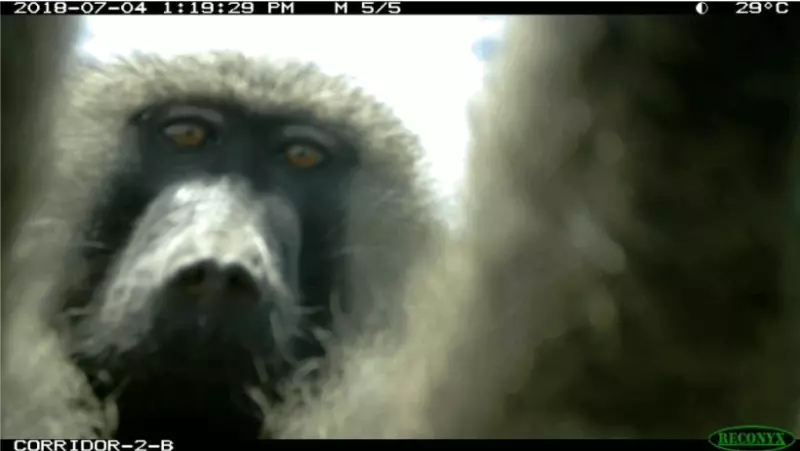 Baboon caught on wildlife camera in Ol Pejeta