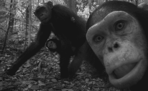 A family of chimpanzees photographed in the Congo basin. An AI algorithm enables analysis of up to 3,000 camera trap images an hour. Photograph: ANPN-Panthera