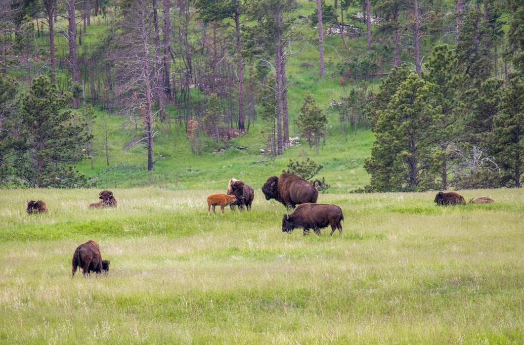 buffalo in South Dakota