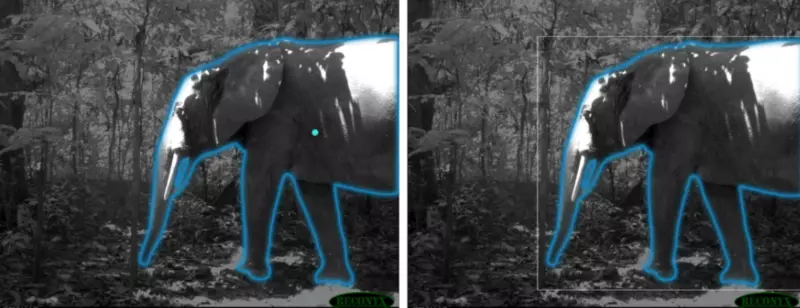 segmenting elephants from wildlife camera background