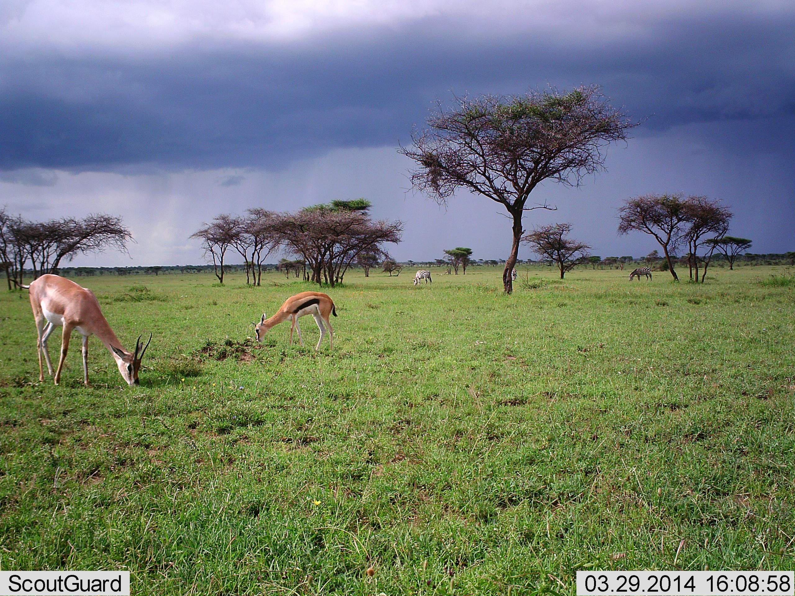 serengeti landscape with various organisms