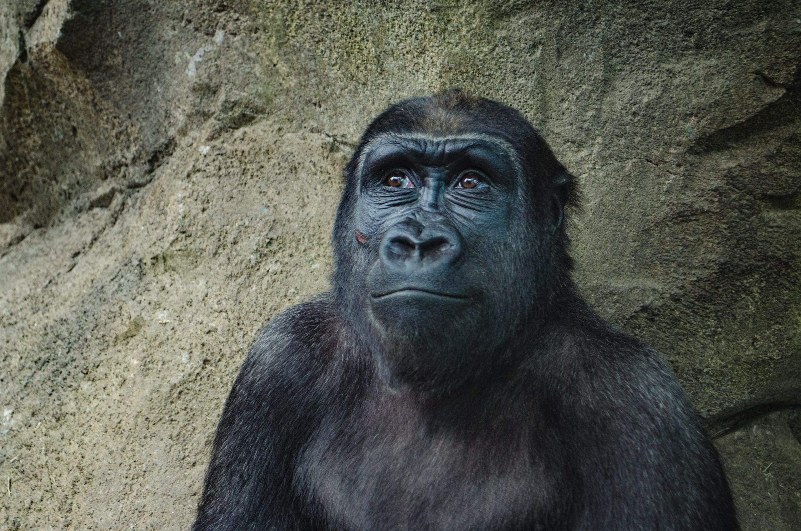 Happy Gorilla image by Kelly Sikkema, downloaded via unsplash kelly-sikkema-r077pfFsdaU-unsplash